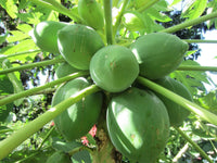 Red Lady Dwarf Papaya Seeds – Compact Early-Bearing Variety for Home Gardens