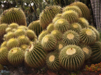 Golden Barrel Cactus Echinocactus Grusonii – Succulent Garden Seeds