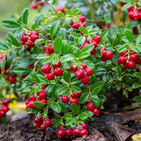 Mountain Cranberry Vaccinum – Perennial Fruit Seeds