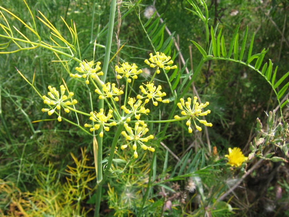 Organic Common Fennel Seeds (Foeniculum vulgare) for Herb Garden Planting
