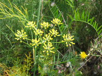 Organic Common Fennel Seeds (Foeniculum vulgare) for Herb Garden Planting