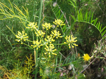 Organic Common Fennel (Foeniculum vulgare) herb plant featuring finely divided feathery green leaves, tall upright branching stems, and small yellow flowers arranged in compound umbels in a sunny garden.
