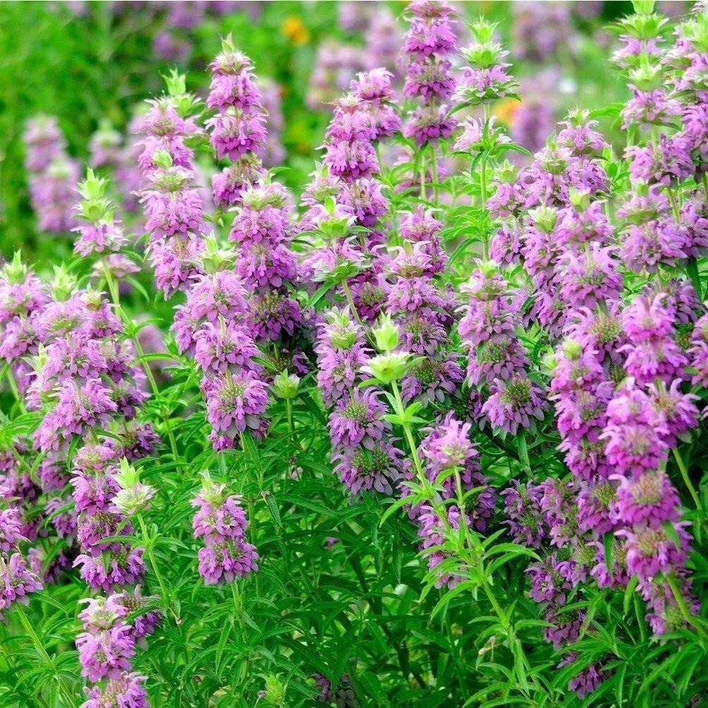 Monarda citriodora Lemon Bergamot Seeds for Fragrant Herb Gardens and Outdoor Spaces