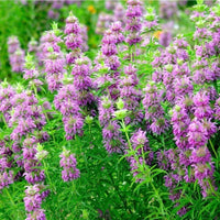Monarda citriodora Lemon Bergamot Seeds for Fragrant Herb Gardens and Outdoor Spaces