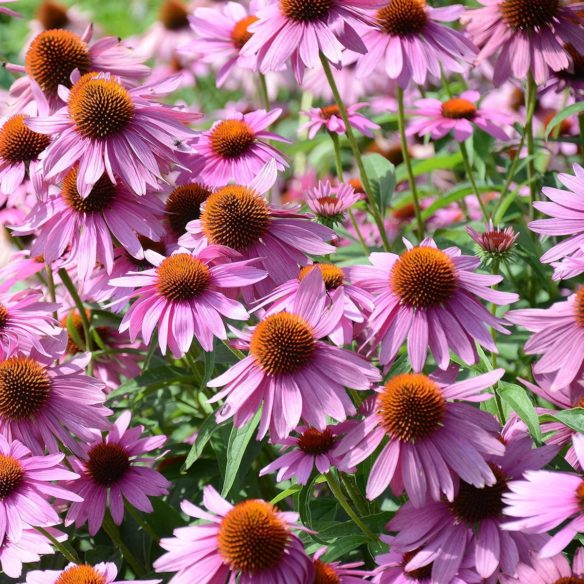 Organic Echinacea purpurea Purple Coneflower with rosy pink-purple petals, raised orange-brown central cones, and green foliage in a native wildflower garden.