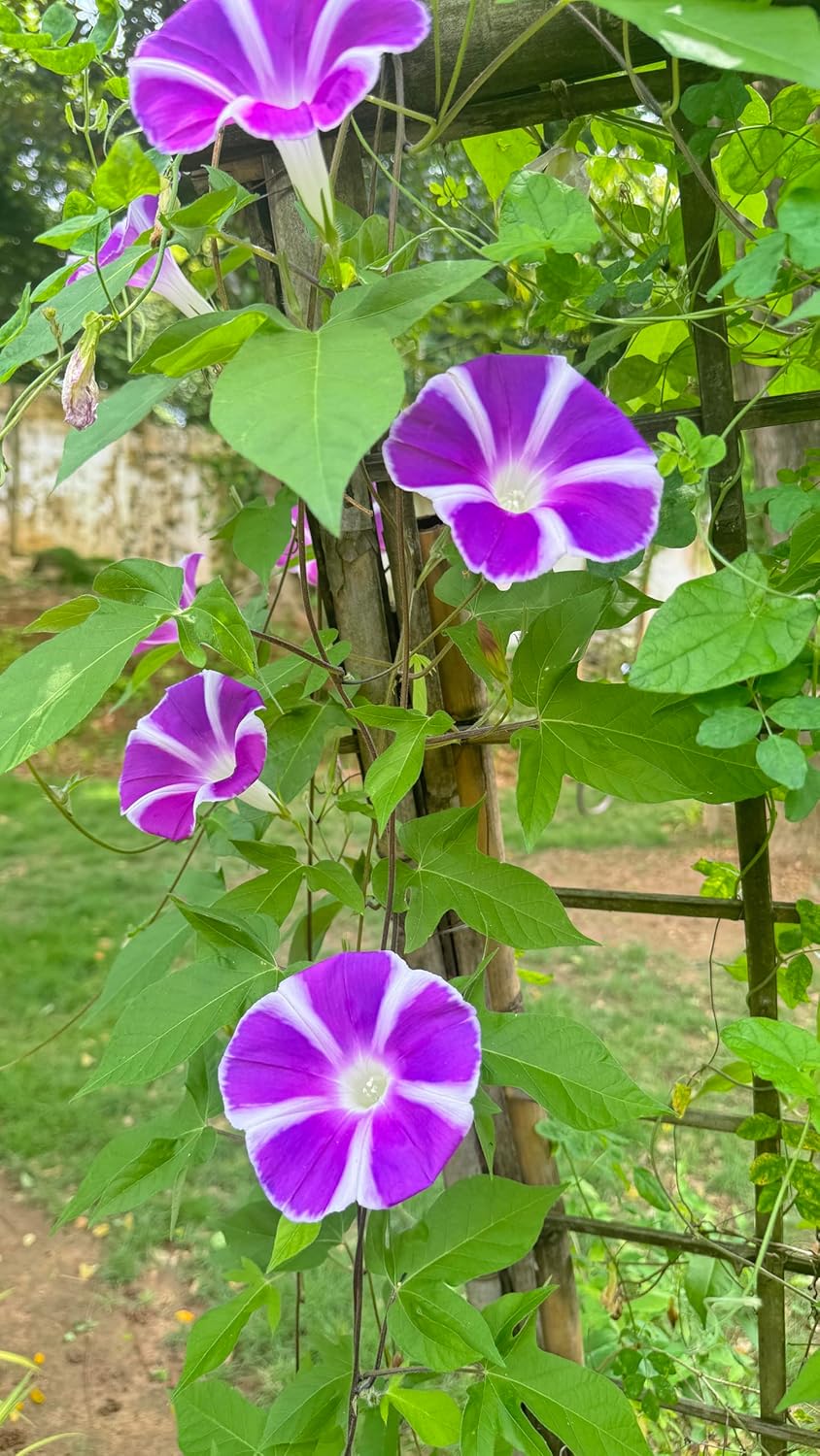 Purple Blizzard Fuji – Garden Flower Seeds