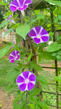 Purple Blizzard Fuji – Garden Flower Seeds