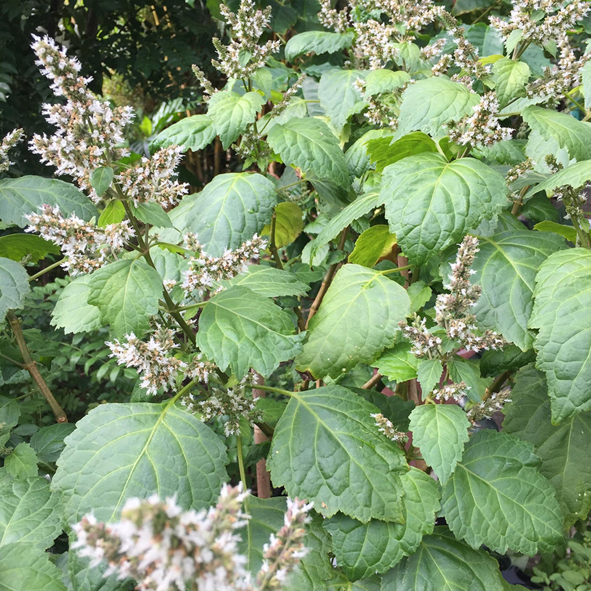 Pogostemon cablin Patchouli plant with broad textured green leaves and branching stems