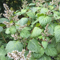 Pogostemon cablin Patchouli plant with broad textured green leaves and branching stems