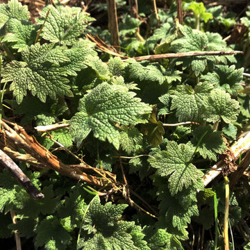 Chinese Motherwort Leonurus japonicus plant seeds for herb gardening