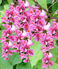 Coral Vine Antigonon Leptopus – Everblooming Climbing Flower Seeds