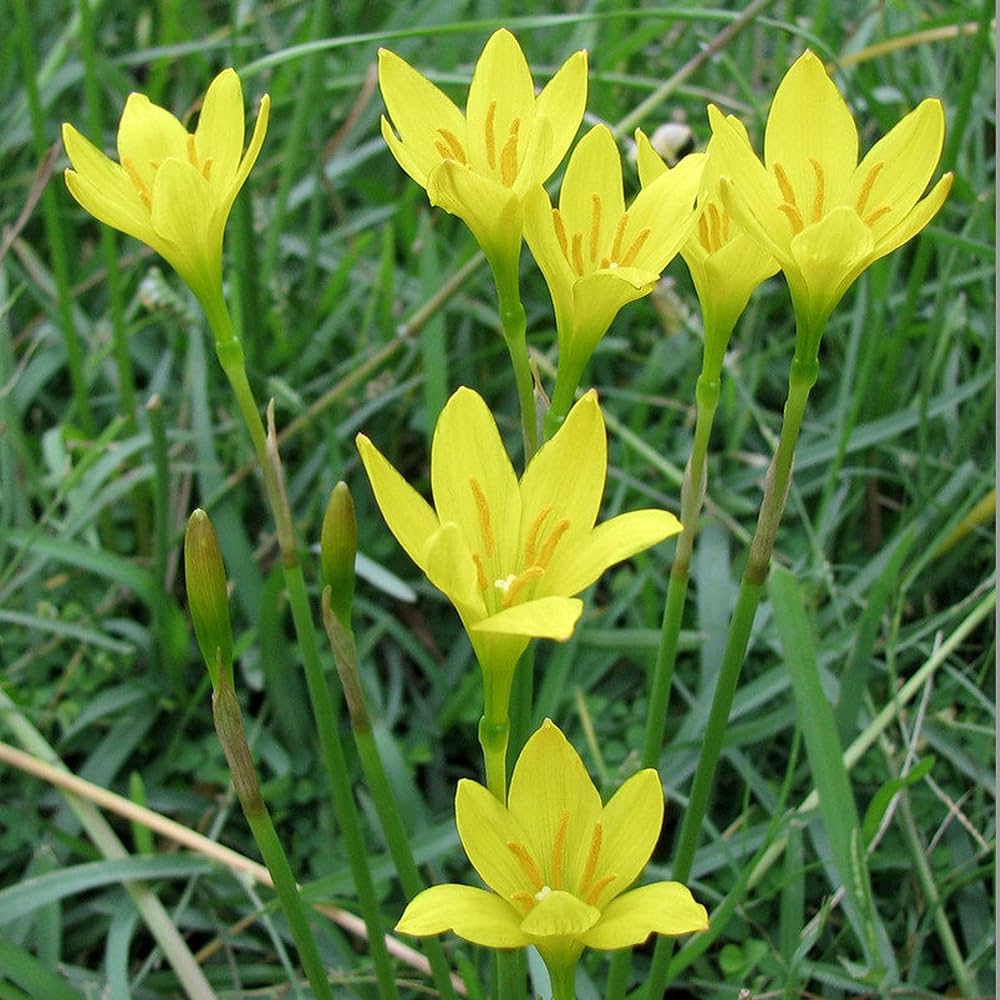 Rain Lily Zephyranthes Jonesii Cooperia Jonesii New - Flower Seeds