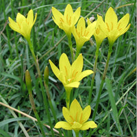 Rain Lily Zephyranthes Jonesii Cooperia Jonesii New - Flower Seeds