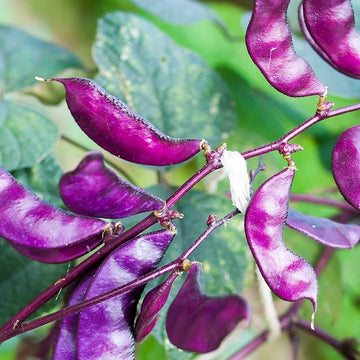 Purple Hyacinth Bean – Garden Vegetable Seeds