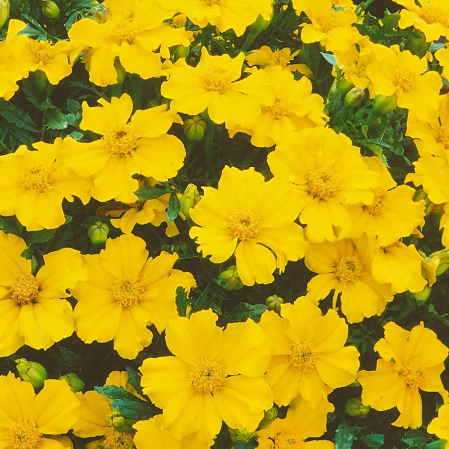 Tagetes lucida Mexican Tarragon seeds for home gardens and containers