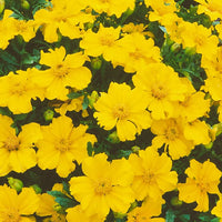 Tagetes lucida Mexican Tarragon seeds for home gardens and containers