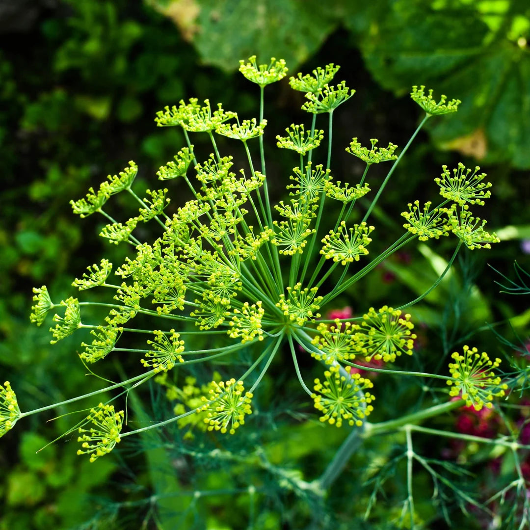 Bouquet Dill Anethum graveolens herb seeds for home garden cultivation