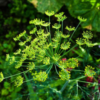Bouquet Dill Anethum graveolens herb seeds for home garden cultivation