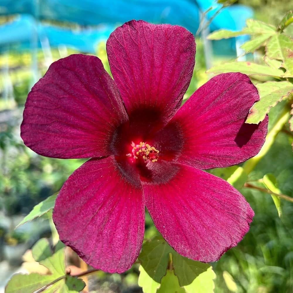 Roselle Hibiscus sabdariffa flowering plant with pale yellow blossoms, dark red flower centers, deeply lobed green leaves, and fleshy red calyces