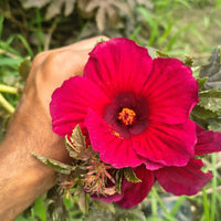Roselle Hibiscus Seeds – Hibiscus sabdariffa for Flower and Herb Gardens