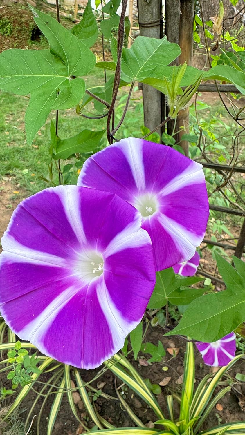 Purple Blizzard Fuji – Garden Flower Seeds