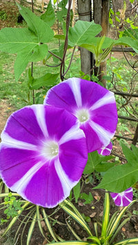 Purple Blizzard Fuji – Garden Flower Seeds