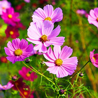 Cosmos Ladybird Mixture – Mixed Flower Seeds