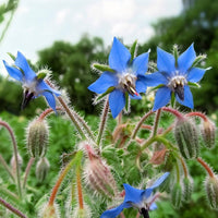 Borage Seeds Borago officinalis for Home Gardens, Herb Planting, and Natural Garden Spaces