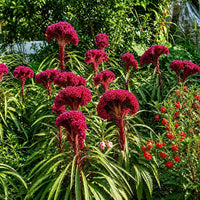 Celosia cristata organic cockscomb garden seeds for ornamental planting