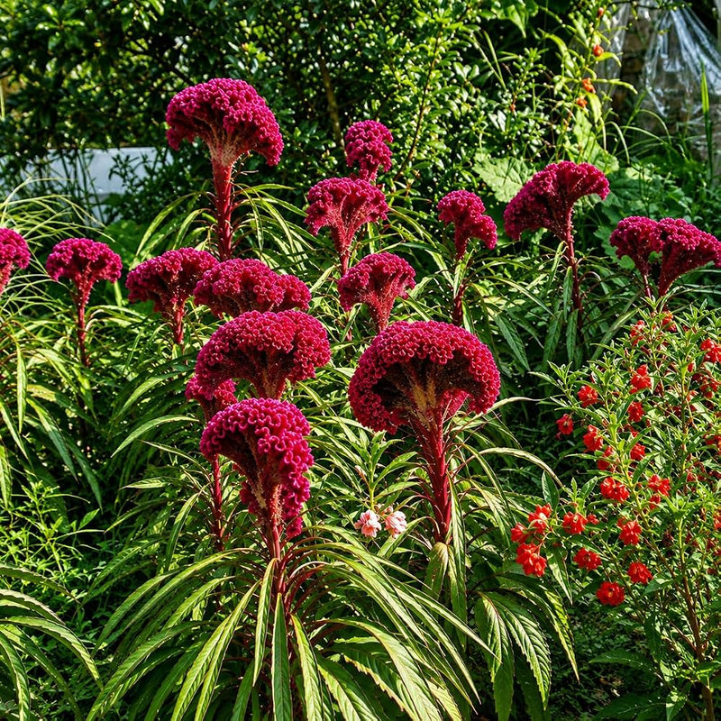 Celosia cristata organic cockscomb garden seeds for ornamental planting