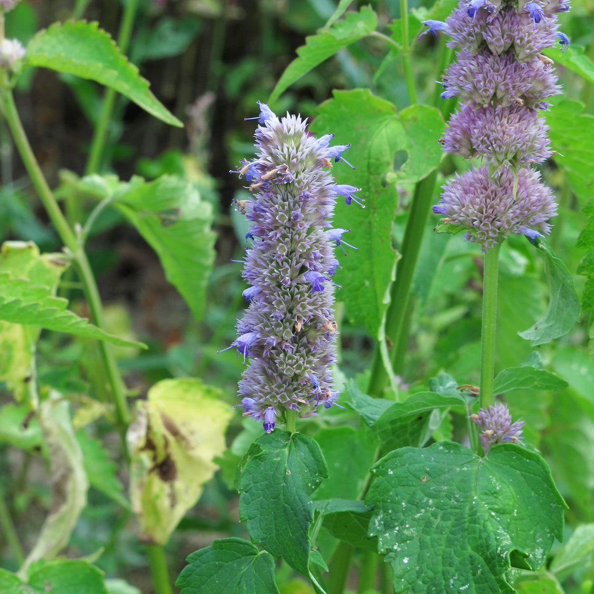 Organic Korean Mint Agastache rugosa seeds for growing an aromatic perennial herb in the garden.