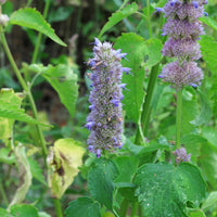 Organic Korean Mint Agastache rugosa seeds for growing an aromatic perennial herb in the garden.
