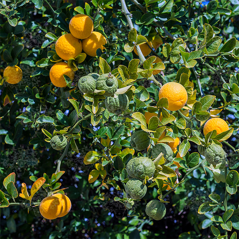 Poncirus trifoliata plant featuring distinctive three-part green leaves and thorny branches