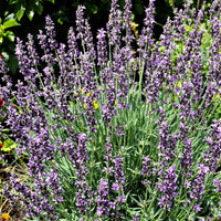 Red Lavender Perennial – Perennial Herb Seeds