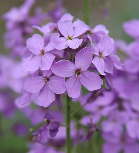 Lunaria biennis Moonwort flowering plant with distinctive decorative seed pods
