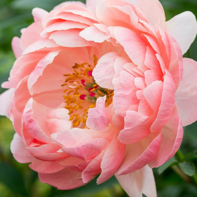 Peony ‘Coral Charm’ Seeds – Heirloom, Non-GMO, Herbaceous Perennial Variety for Planting