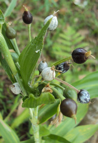 Coix lacryma-jobi Job’s Tears plant with long arching green leaves and distinctive rounded seed structures