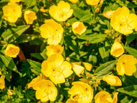 Evening Primrose – Hardy Wildflower Garden Seeds