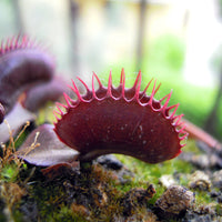 Venus Flytrap ‘Akai Ryu’ Seeds – Heirloom, Non-GMO, Carnivorous Plant Variety