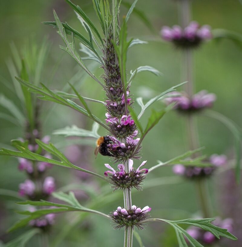 Siberian Motherwort Leonurus sibiricus plant seeds for garden cultivation