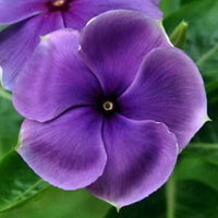Orchid Vinca Periwinkle Annual Flower Seeds