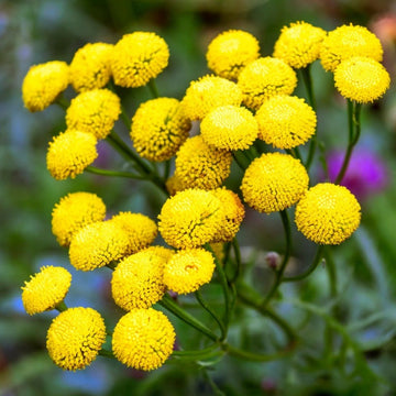 Tansy Tanacetum vulgare seeds for traditional herb gardens
