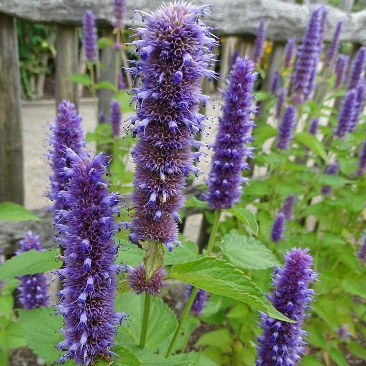 Anise Hyssop Licorice Mint Agastache foeniculum Aromatic Flowering Herb Garden Seeds