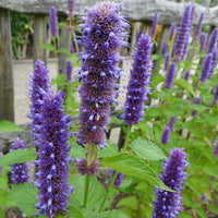 Anise Hyssop Licorice Mint Agastache foeniculum Aromatic Flowering Herb Garden Seeds