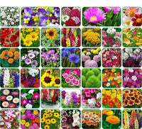 Valley Green Flower Seed Pack – Mixed Garden Flower Seeds