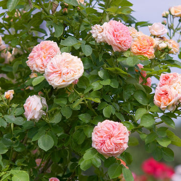 Pink Rose Perennial Flower Seeds