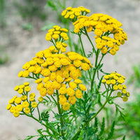 Tanacetum vulgare tansy seeds for perennial garden planting