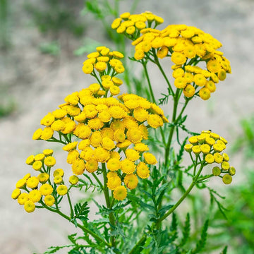 Organic Tansy Tanacetum vulgare seeds for home garden planting