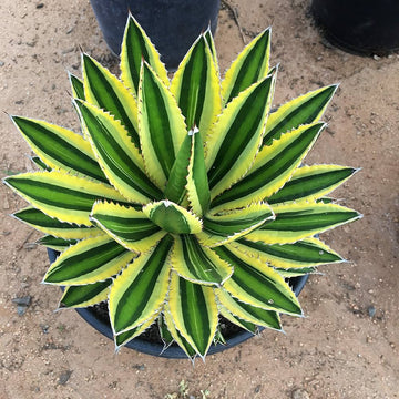 Agave Lopantha Thorncrest Century Plant Large Size Choice - Flower