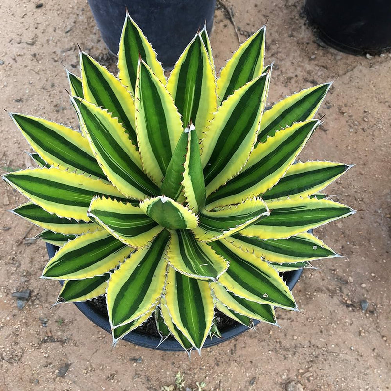 Agave Lopantha Thorncrest Century Plant Large Size Choice - Flower